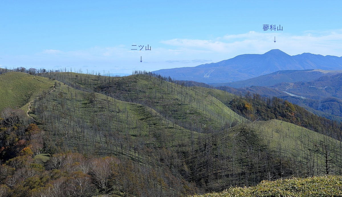 シラビソの立ち枯れ現象