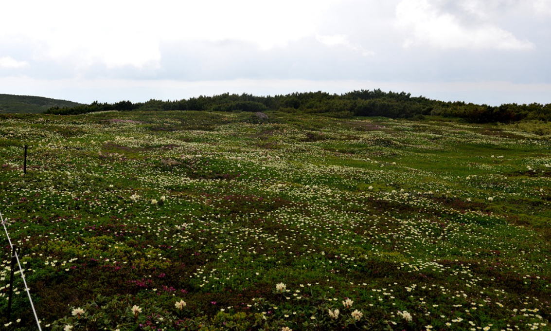 姿見平の高山植物