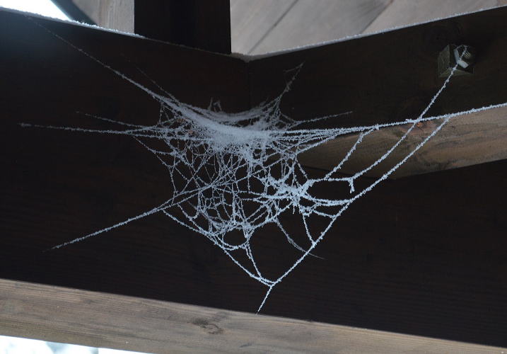 蜘蛛の巣の造形美