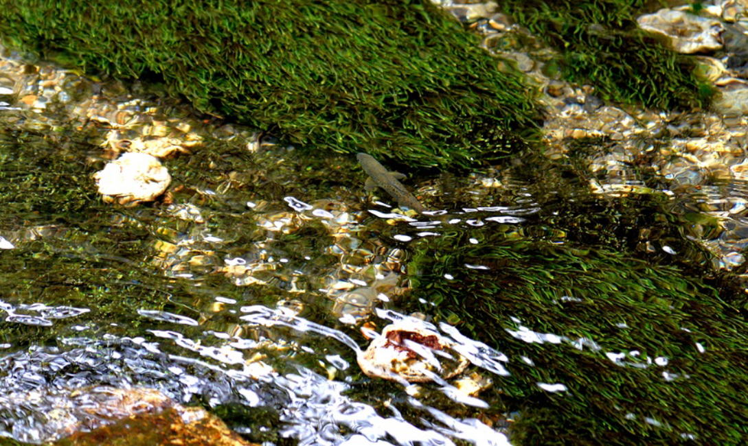 清水川のカワマス
