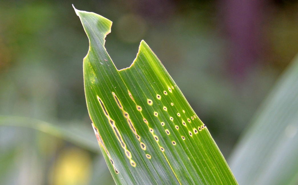 ホソハマキモドキの食痕