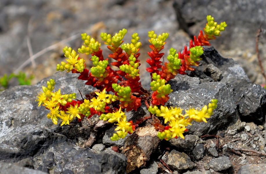 タイトゴメの花