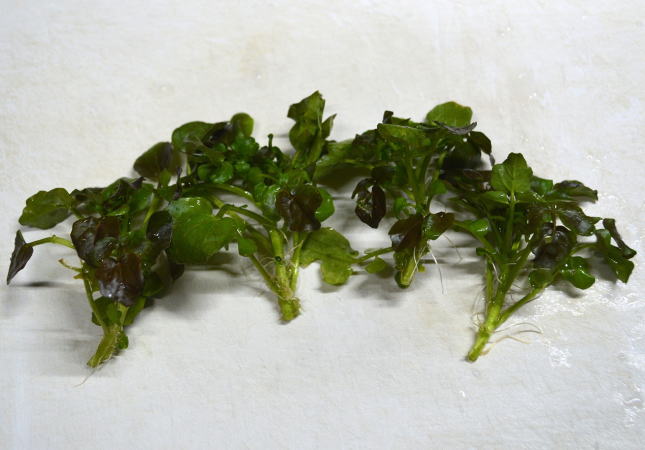 野生のクレソン