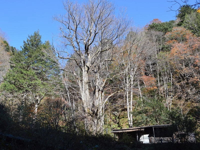 岩魚留小屋の桂の巨木