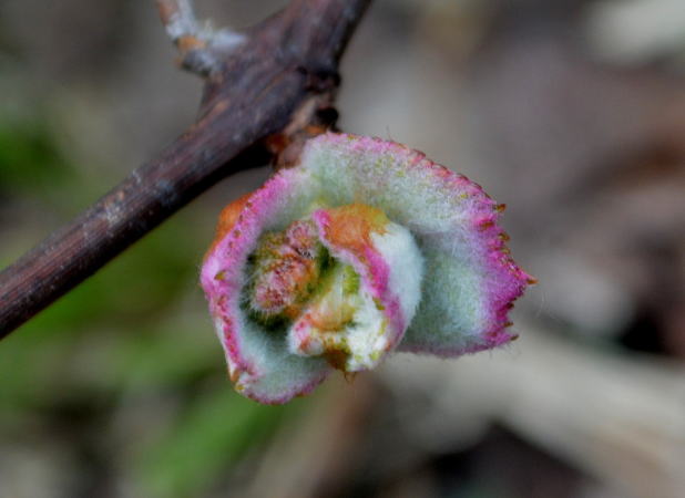 山ぶどうの新芽
