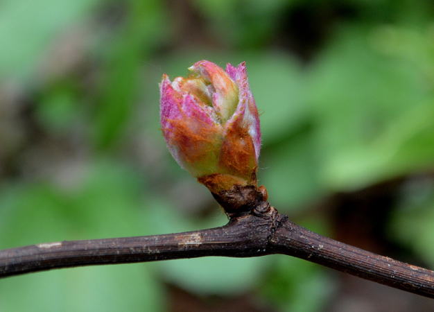 山ぶどうの新芽