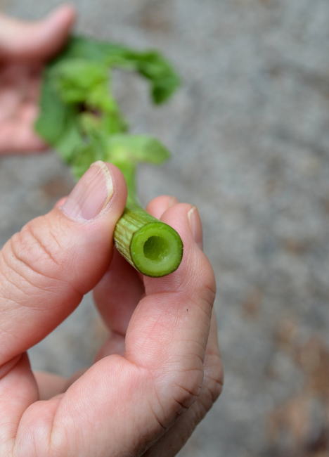 うどぶきの茎