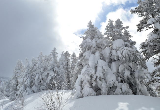横手山スキー場リフト脇の樹木