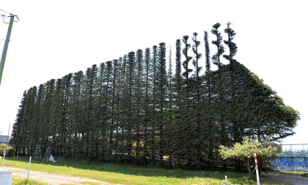 巨大剪定アート作品