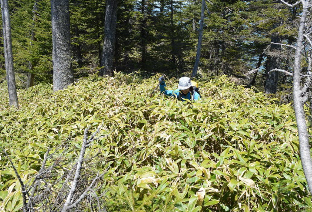 大棚入山